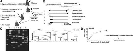 Figure 1. Clonal tracking analysis. (A) Rhesus macaque model: autologous transplantation of retrovirally transduced CD34+ cells. Animals were given G-CSF + SCF for 5 days, and mobilized PBSCs were collected by leukapheresis. Purified CD34+ cells were transduced with either G1Na or LNL6 standard retroviral marking vectors as previously described.33,35 Transduced CD34+ cells were reinfused into the monkeys after 500 cGy × 2 total body irradiation. Animals were followed without intervention for at least 1 year before entry into the current cytokine treatment studies. (B) Schematic of the LAM-PCR methodology for identification of retroviral insertion sites. (i) Linear PCR by repeated primer extension from a biotinylated oligonucleotide and enrichment of the DNA product by capture with avidin-coated magnetic beads. (ii) Double-stranded DNA synthesis on the primer extension product by random hexanucleotide priming. (iii) DNA restriction digestion with TasI. (iv) Ligation of an asymmetric oligonucleotide ligation cassette (LC) to the overhanging sequence at the TasI digestion site. (v) Nested exponential PCR amplifications using primer pairs LCI-LTRII, LCII-LTRIII. (C) Final PCR amplification using a fluorescent primer allows separation and precise sizing of LAM-PCR products by way of comparison to size standards on an automated sequencer and analysis by using Gene Scan software. (D) Samples (100 ng) of a single DNA preparation from the granulocytes of an animal following transplantation with vector-transduced cells. The absolute number of independent clones detected by performance of each duplicate LAM-PCR procedure is shown. By the time 6 duplicates are run, the absolute clone number present is approached, and the mean clone number is calculated by counting the bands present in 6 duplicates on each sample run independently 3 separate times (for a total of 18 replicates on each sample). Error bars indicate the standard deviation for 3 independent experiments.
