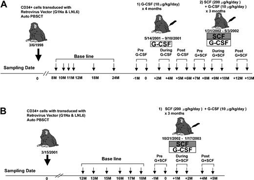 Figure 2. Experimental design. At least one year following transplantation of autologous retrovirally transduced CD34+ cells, each animal (95E003, panel A; and RQ2265, panel B) had baseline clonal analysis performed for 6 months prior to administration of cytokines. Granulocytes were collected at multiple time points before, during, and after cytokine treatments as shown and used for LAM-PCR analysis.
