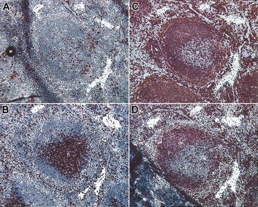Figure 4. Location of IPCs within normal spleen. (A) Abundant 440c+ IPCs are evident in the periarteriolar sheet (PALS) and at the border of PALS with mantle-zone B cells. Serial histologic sections were stained with anti-CD3 (B), anti-B220 (C), and anti-IgD (D) to identify the T-cell and the B-cell zones in the white pulp. Rare IPCs are also visible in the red pulp. Original magnification, × 10.