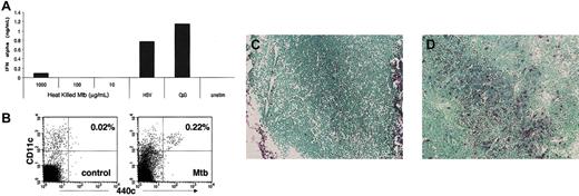 Figure 5. Accumulation of IPCs in inflamed lymph nodes. (A) Heat-killed Mtb does not trigger secretion of IFN-α by IPCs in vitro. Bone marrow-derived IPCs were incubated with varying concentrations of heat-killed Mtb and IFN-α response was measured by ELISA. Controls include stimulation with HSV-1 (1 MOI), CpG ODN 2216 (3 μg/mL), and no stimulation. (B) 440c+/CD11c+ IPCs in lymph nodes draining either the site of inflammation (right plot) or the controlateral site (left plot). The percent of IPCs is indicated. Equal numbers of events are shown in each plot. (C-D) IPCs in histologic sections of lymph nodes draining either the site of inflammation (C) or the controlateral site (D). 129/SvJ mice were inoculated with heat-killed Mtb in the left hind leg and footpad twice at a 48-hour interval. At 72 hours, inguinal and popliteal lymph nodes were separately harvested from the left and right sides of the mouse. Total cell populations were stained with 440c and CD11c (original magnification, × 10). Lymph node sections were analyzed by immunohistochemistry.