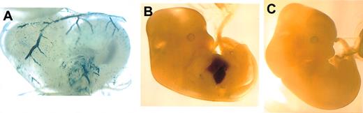Figure 1. Whole-mount analysis of transgene expression driven by the -950 EKLF promoter during embryogenesis. Expression is observed in the circulating primitive erythroid cells in the yolk sac of a transgenic d10.5 embryo (A) and in the definitive erythroid cells in the fetal liver of a transgenic d12.5 embryo (B), but not in a nontransgenic littermate (C). Original magnification, × 50 (A); and × 20 (B-C).