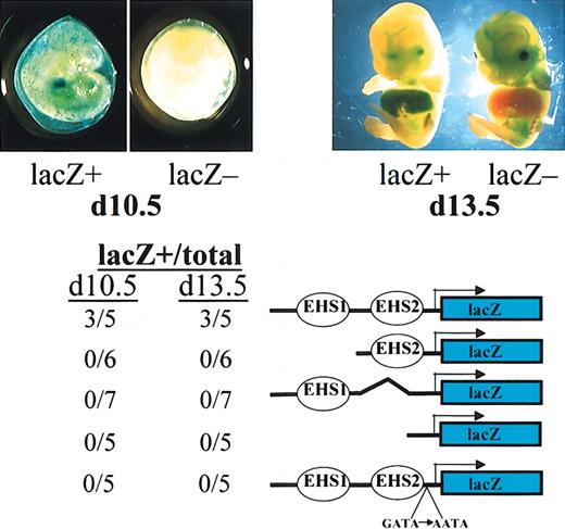 Figure 2. Deletion analysis of the -950 EKLF promoter. The images at the top of the figure show the typical appearances of positive and negative d10.5 and d13.5 embryos. At the bottom of the figure are schematic diagrams of the deletions/point mutations analyzed in the study. The results from analyzing embryos derived from multiple lines (positive/total lines examined) are shown for each construct after analysis at either d10.5 or d13.5. EHS1 and EHS2 are the locations of erythroid-specific DNase hypersensitive sites as described in “Results,” and the GATA site point mutation in the minimal promoter is also shown. Original magnification, × 50 (left); and × 20 (right).