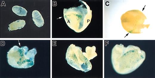 Figure 3. Transgene expression by the -950 promoter at initial stages of yolk sac blood island development. LacZ expression is not apparent in d7.0 to d7.5 embryos (A), but becomes detectable as a ring of expression (indicated by the arrows) at the blood islands by d7.5 to d8.0 (B-D). The expression profile becomes more diffuse by d8.0 to d8.5, leading to a punctate pattern throughout the yolk sac (E-F). In panel B, P indicates posterior, and A indicates anterior. Original magnification, × 75. Three embryos are shown in panels B-D; 2 embryos are shown in panels E-F.