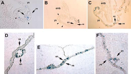 Figure 4. Transgene expression in sections of stained embryos. LacZ expression is specifically localized to the round hematopoietic cells in the yolk sacs of d7.5 to d8.0 (A-B), d8.0 to d8.5 (C), and d10.5 (D-F) embryos and is not observed in either the endodermal or endothelial layers. Arrowheads direct attention to the lacZ-positive hematopoietic cells between the endothelial and endodermal layers of the yolk sac. emb indicates embryo; ys, yolk sac; en, endothelial layer; and ve, visceral endoderm. Original magnification, × 100. Two samples are shown in panels A-B; 3 samples are shown in panels D-F.