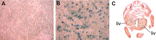 Figure 5. Heterocellular transgene expression. Circulating blood from d10.5 yolk sacs (A-B) or a transverse section through a d13.5 embryo (C) demonstrates a mosaic pattern of transgene expression in positive transgenics (B-C). Also shown is a negative control littermate (A). (A-B) Large diffracting cells are primitive erythroid cells from the embryo, and small concave cells are adult definitive cells from the mother. liv indicates liver. Original magnification, × 100 (A-B); and × 75 (C).