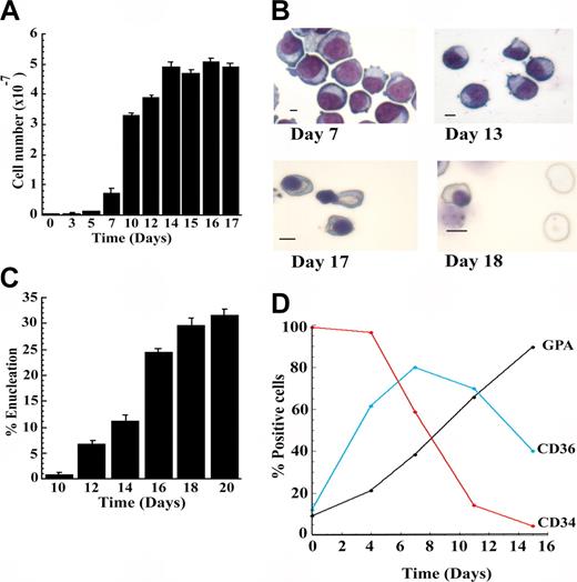 Figure 1. A model system for in vitro erythropoiesis of normal human CD34+ progenitor cells. (A) Highly purified CD34+ cells were placed in culture as described in “Materials and methods” and assessed over time for total cell number. (B) Cells stained with Wright-Giemsa showing pronormoblasts (day 7), basophilic normoblasts (day 13), orthochromatic normoblasts, one of which is in the process of enucleating (day 17), and enucleated reticulocytes and orthochromatic normoblasts (day 18). Scale bar is 5 μm. (C) The percentage of enucleated reticulocytes in culture at the indicated times. (D) FACS analysis showing the percentage of cells expressing CD34, CD36, or glycophorin A cell surface markers. Error bars indicate SD.