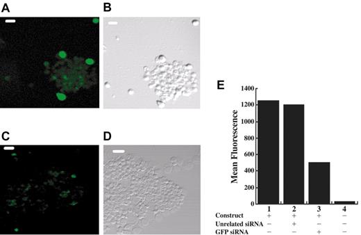 Figure 2. RNA interference functions in CD34+ cells. Cultured erythroblasts were transfected with a plasmid expressing GFP and either a control RNA (A-B) or an siRNA to GFP (C-D). Laser scanning confocal micrographs of cells showing fluorescent (A,C) or phase contrast (B,D) images of the same cells; scale bar is 40 μm. (E) FACS analysis at day 3 to measure the mean fluorescence of GFP expression in the GFP-positive populations from cells transfected at day 0 with pEGFP (lane 1), pEGFP plus an unrelated siRNA (lane 2), or pEGFP plus GFP-specific siRNA (lane 3) or of the total population of mock transfected cells (lane 4).