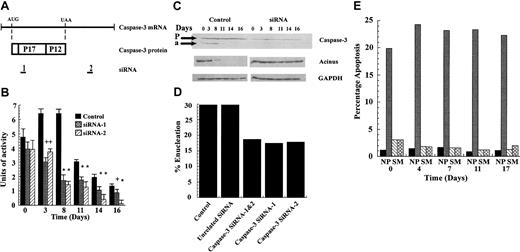 Figure 1. siRNA to caspase-3 is effective in reducing caspase-3 activity and in blocking erythroid differentiation. (A) The relation of the 2 caspase-3 siRNAs to the sequence of the mRNA and protein-coding region of caspase-3. (B) CD34+ progenitor cells were electroporated with siRNA-1 or -2 or a control siRNA at day 0 and then assayed over time for caspase-3 enzymatic activity. Differences between control and siRNA-treated cultures were evaluated by t test. *P < .01; +P < .05. Error bars indicate SD. (C) Cell lysates were immunoblotted for protein levels of caspase-3, acinus and, as a control, GAPDH using control and caspase-3 siRNA-1-treated cells. Arrows indicate bands corresponding to procaspase-3 (P) and the cleaved 17-kDa active form of caspase-3 (a). (D) Percentage of cells that were enucleated on day 17. (E) Percentage of apoptotic cells in the culture at various times (N indicates negative control; P, positive control, S, caspase-3 siRNA-1 treated; M, mock transfected control).