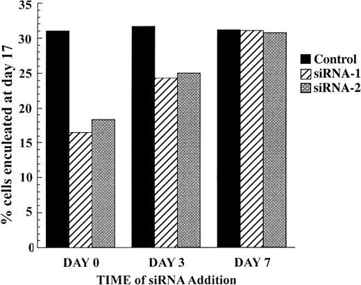 Figure 6. Caspase-3 acts early in erythropoiesis. CD34+ progenitor cells were electroporated at day 0, day 3, or day 7 with control siRNA, siRNA-1, or siRNA-2 as indicated. The graph shows the percentage of cells that were enucleated on day 17.