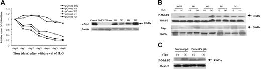 Figure 2. MTT and Western blotting analyses. (A) (Left) MTT assay of mutant-type c-Mpl. W1 and W2 are the transfectants with the wild-type allele (Ser505), and M1 and M2 are those with the mutant type (Asn505). The x-axis indicates time of culture after withdrawal of IL-3. The y-axis shows the relative value of cell viability (OD, 580-630 nm). Half the culture medium was exchanged with IL-3-free medium every other day. Mutant cells (Asn505) exhibited survival capacity in the absence of IL-3 (each experiment was repeated 3 times). (Right) Western blot with the c-Mpl antibody. Arrow shows the c-Mpl products (82 kDa). The FDCP2 cells transfected with the wild-type c-MPL were used as a positive control. The lysate of Ba/F3 cells and the plasmid PCI-neo carrying no foreign gene were analyzed as negative controls. The same filter was stripped and blotted with β-actin antibody. (B) Western blot with the Mek1/2 antibody of Ba/F3 transfectants and immunoprecipitation-Western blot with p-Tyr and Stat5b antibodies. Phosphorylated Mek1/2 signals (45 kDa) were detected in M1 and M2 after 6 hours culture with the IL-3-free medium. The same filter was stripped and blotted with anti-Mek1/2 antibody. The phosphorylated Stat5b signals of 96-kDa products were observed in M1 and M2 in the IL-3-free condition. The same filters were stripped and blotted with anti-Stat5b antibody. This experiment was repeated twice and the results were reproducible. (C) Western blot with the Mek1/2 antibody of the platelets from the ET-affected member. The constitutively phosphorylated Mek1/2 was detected in the platelets of the ET-affected individual (patient `a' in Figure 1A) even in the absence of the stimulation of TPO.