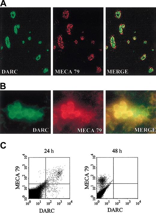 Figure 1. Rapid down-regulation of the chemokine receptor DARC ex vivo. (A) Double immunofluorescence staining of human tonsil sections with anti-DARC (green) and anti–MECA-79 (red) antibodies reveals coexpression of DARC and MECA-79 antigens in HEVs in situ. (B) Double immunofluorescence staining with anti-DARC (green) and anti–MECA-79 (red) antibodies of stromal cell suspensions obtained from human tonsils and cultured for 24 hours outside the lymphoid tissue microenvironment. DARC protein is expressed at the surface of MECA-79–positive HEVECs within 24 hours of culture. Original magnification, × 20 (A) and × 100 (B). (C) FACS analysis with anti-DARC and anti–MECA-79 antibodies of tonsillar stromal cell suspensions after 24 hours or 48 hours ex vivo. The MECA-79–positive HEVEC population is positive for DARC within 24 hours of culture but becomes negative for DARC after 48 hours.
