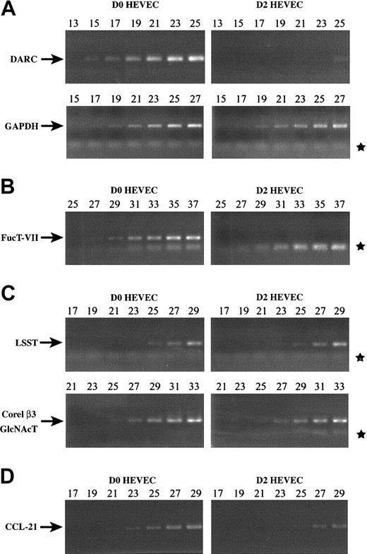 Figure 2. Rapid dedifferentiation of HEVECs outside the lymphoid tissue microenvironment. Semiquantitative RT-PCR comparison of key HEV genes mRNA levels between HEVECs freshly isolated from human tonsils without any cell culture step (D0 HEVECs) and HEVECs cultured for 2 days (D2 HEVECs). Numbers above the gels indicate PCR cycles used for each gene. Analyzed HEV genes include chemokine receptor DARC (DARC used as a positive control together with GAPDH as standard; panel A), fucosyltransferase FucT-VII (FucT-VII; panel B), L-selectin ligand sulfotransferase LSST/HEC-GlcNAc6ST and Core1 extending β(1-3)–N-acetylglucosaminyltransferase (LSST and Core1-β3GlcNAcT; panel C), and chemokine SLC/CCL-21 (CCL-21; panel D). *Primer multimers that do not correspond to the correct amplification products.