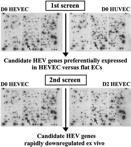 Figure 3. Identification of candidate HEV genes under control of the tissue microenvironment by DNA microarray analysis. In the first screen, to select for genes with preferential expression in HEV compared with flat vessel endothelium, DNA microarrays (Atlas Human 1.2 and Cardiovascular Arrays) were hybridized with probes corresponding to HEVECs freshly isolated from human tonsils (D0 HEVECs) or to HUVECs freshly isolated from human umbilical vein (D0 HUVECs). In the second screen, HEV genes rapidly down-regulated ex vivo were identified by hybridizing the microarrays with probes prepared from freshly isolated HEVECs without any cell culture step (D0 HEVECs) or HEVECs cultured for 2 days (D2 HEVECs). Arrows indicate spots corresponding to DARC, which is preferentially expressed in HEVECs (first screen) and rapidly down-regulated outside the lymphoid tissue microenvironment (second screen).