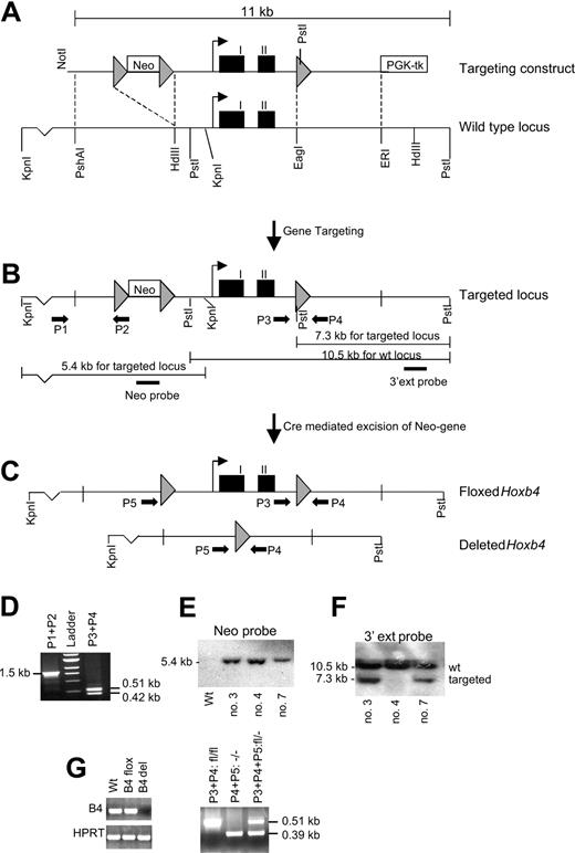 Figure 1. Generation of Hoxb4-deficient mice. (A) The targeting construct compared with the WT locus. Gray arrowheads indicate loxP sites; black boxes, Hoxb4 exons. (B) Targeted locus showing the strategy for detection of homologous recombination (HR) events. Black arrows indicate PCR primers (P1-P5), and resultant bands are shown in panel D. Two Southern blot strategies are shown. The PstI digest using the 3′ external probe confirms the homologous integration of the 3′ loxP site, and the KpnI digest using the neo probe verifies a single homologous integration site for the construct (see panels E and F). (C) Targeted locus after Cre-mediated recombination events, resulting in either a floxed or a deleted Hoxb4 gene. (D) Findings from the PCR analysis verifying homologous recombination at the 5′ end of the construct (P1 and P2) and the presence of the 3′ loxP site (P3 and P4). (E-F) Southern blot analysis using KpnIor Pst I digests, respectively. All the clones (3, 4, and 7) have a single integration site of the neomycin cassette, but clone 4 does not have the single 3′ loxP site. (G) RT-PCR results showing normal expression of Hoxb4 in floxed mice, but no expression can be detected in mice carrying the deleted version. (H) PCR analysis for genotyping mice that carry the deleted Hoxb4 version. Neo indicates neomycin-resistance gene driven by the thymidine kinase promoter; PGK-tk, thymidine kinase driven by the PGK promoter; HdIII, HindIII; ERI, EcoRI; ext probe, external probe; and kb, kilobase pairs.