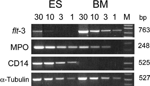 Figure 2. Analysis of gene expression in CD34+CD38- cells derived from human ESCs and adult BM. Cytoplasmic RNA from CD34+ CD38- cells was used to construct cDNA pools, and the expression of genes was examined by semiquantitative PCR. The number at the top of each lane indicates the amount (microliters) of cDNA used in the 50-μL PCR reaction. M = 1 kb plus DNA ladder.