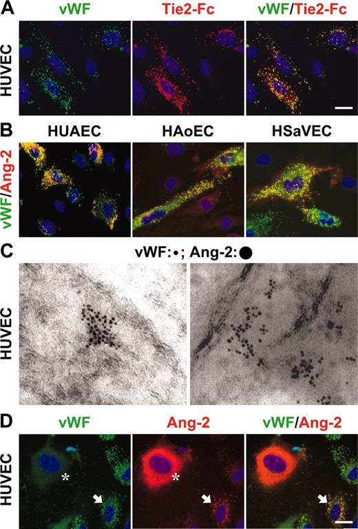 Figure 2. Endothelial cell Ang-2 is localized in Weibel-Palade bodies. (A) Colocalization of endogenous Ang-2 (detected by Tie-2-Fc) and VWF in HUVECs. (B) Colocalization of Ang-2 and VWF in HUAECs, HAoECs, and HSaVECs. (C) Ultrastructural double immunoelectron microscopy of Ang-2 (large 10-nm particles) and VWF (small 6-nm particles) demonstrating colocalization of Ang-2 and VWF. The poor Weibel-Palade body morphology is due to the fixation procedure that imposes limitations on the postembedding immunocytochemistry. (D) VWF is required for Ang-2 storage in Weibel-Palade bodies (arrows). Cells overexpressing Ang-2 but not VWF express Ang-2 in a uniform cytoplasmic pattern (asterisks). Scale bar in panels A and D is 20 μm (panel B set to the same scale as panel A); in panel C, the original magnification is × 45 000.