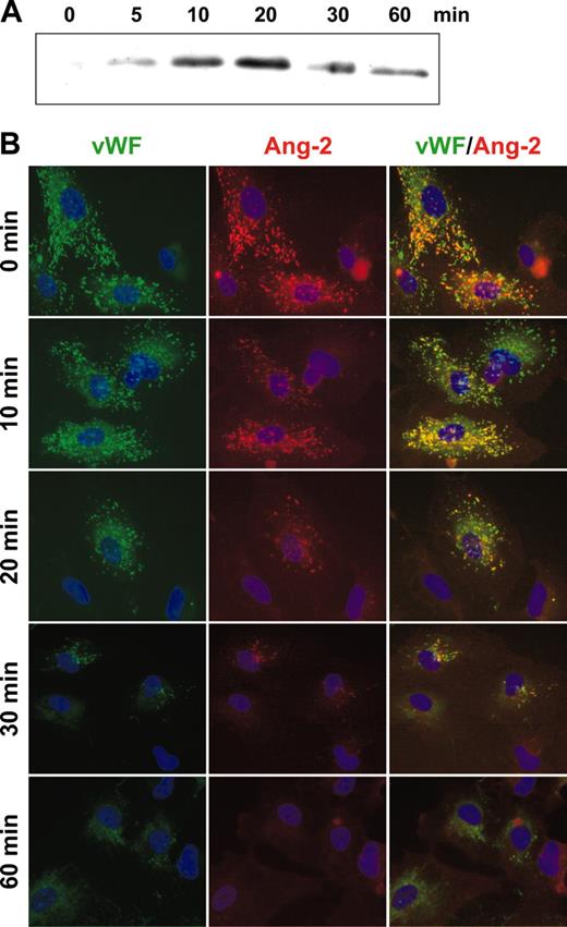 Figure 4. Temporal pattern of Ang-2 secretion. (A) Stimulation of Ang-2 release by PMA leads to detection of Ang-2 in the supernatant of stimulated cells within 5 minutes and reaches maximum concentration after 20 minutes. (B) PMA-induced secretion of Ang-2 parallels the temporal pattern of VWF secretion. The decline in the intensity of Ang-2 and VWF staining runs in parallel. Both Ang-2 and VWF become essentially undetectable after 30 minutes of PMA stimulation. Original magnification, × 40.