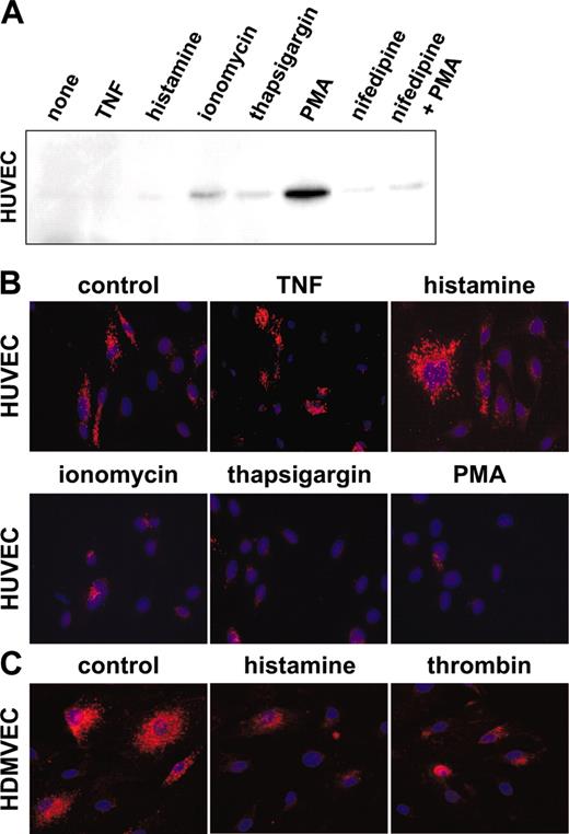 Figure 5. Stimulated release of Ang-2 stored in Weibel-Palade bodies. (A) Western blot analysis of myc-tagged Ang-2 in the supernatant of retrovirally transduced HUVECs identifies ionomycin, thapsigargin, and PMA as inducers of Ang-2 release. The Ca2+ channel blocker nifedipine inhibits the PMA-induced release of Ang-2. (B) Cytochemical analysis demonstrates ionomycin, thapsigargin, and PMA as regulators of Ang-2 release in HUVECs. (C) Stimulation of HDMVECs with histamine or thrombin induces Ang-2 release. Original magnification × 20 (B-C).