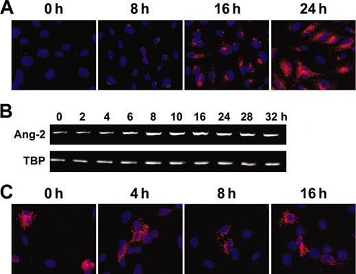 Figure 6. Recovery and half-life of Weibel-Palade body-stored endothelial cell Ang-2. (A) Ang-2–overexpressing HUVECs were stimulated with PMA for 1 hour after which the medium was changed and the recovery of intracellular Ang-2 monitored over time by Ang-2 immunocytochemistry. The recovery of the depleted Ang-2 stores is detectable within 8 hours. The monolayer is uniformly Ang-2+ after 24 hours. (B) The recovery of intracellular Ang-2 stores is paralleled by a transcriptional upregulation of Ang-2 mRNA, which is detectable within 4 to 6 hours on PMA challenge. (C) Ang-2 has a long half-life period. Ang-2 is still detectable after 16 hours of actinomycin D challenge in cultured HUVECs. Original magnification, × 20 (A-C).