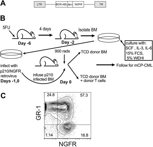 Figure 1. GVL anti-mCP-CML experimental design. (A) Retroviral construct (Mp210/NGFR). LTR indicates long terminal repeat; IRES, internal ribosome entry site. (B) GVL against mCP-CML model. On day -6, mice were injected intravenously with 5 mg 5-FU, and after 4 days BM was isolated and prestimulated (day -2) with SCF, IL-3, and IL-6. Cells underwent spin infection with Mp210/NGFR retrovirus on days -1 and 0. Cells were infused into irradiated syngeneic wild-type recipients along with T-cell-depleted (TCD) BM from allogeneic donors, with or without donor T cells. (C) Representative flow cytometry of peripheral blood from a mouse with mCP-CML.