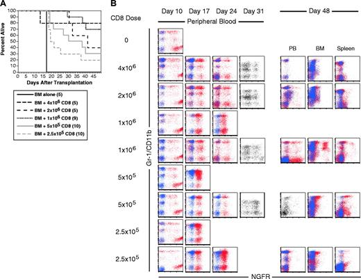 Figure 3. CD8 cells alone mediate GVL. B6 mice were irradiated and reconstituted with T-cell-depleted C3H.SW BM, B6 mCP-CML with 0, 2.5 × 105, 5 × 105, 106, 2 × 106, or 4 × 106 C3H.SW CD8+ T cells. (A) Survival. P < .003 for each CD8 recipient group versus BM alone. (B) Serial flow cytometry of peripheral blood. Mice were bled on days 10, 17, 24, and 31 after transplantation, and cells were stained with antibodies against the myeloid marker Gr-1 (except for day 31 when anti-CD11b was used) and anti-NGFR or an isotype control for NGFR. Shown are superimposed dot plots from anti-NGFR (red dots) and isotype for NGFR (blue dots) stained samples. Single-color dot plots indicate that an isotype control was not available. Each row is a representative single mouse. Results from 2 representative recipients of 1 × 106, 5 × 105, and 2.5 × 105 CD8 cells are shown to capture the types of responses we observed. Flow cytometry of blood, BM, and spleen cells at time of killing is presented for the same mice. Note that mCP-CML develops prior to its elimination by donor CD8 cells.