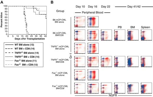 Figure 5. mCP-CML expression of TNFR1/TNFR2 or Fas is not required for CD8-mediated GVL. B6 recipients were irradiated and reconstituted with Mp210/NGFR-infected wild-type, TNFR1/TNFR2-/-, or Faslpr progenitors, T-cell-depleted C3H.SW BM, with or without 106 C3H.SW CD8+ T cells. (A) Survival. P < .0001 for each CD4 recipient group versus BM alone. (B) Serial analysis of peripheral blood. Each row is an individual mouse. Staining with anti-NGFR is shown in red, and isotype for NGFR is shown in blue. Each row is a single mouse. Note the similarity among wild-type, Faslpr, and TNFR-/- mCP-CML.