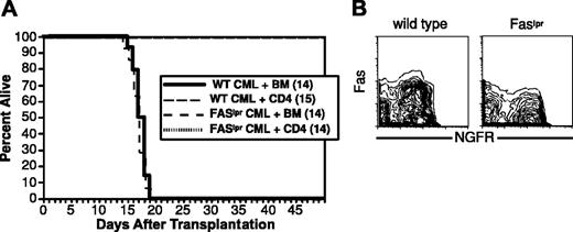 Figure 7. FasL-mediated killing is not required for CD4 GVL. B6 mice were irradiated and reconstituted with T-cell-depleted C3H.SW BM, wild-type, or Faslpr Mp210/NGFR infected progenitors, with or without 4 × 106 C3H.SW CD4+ T cells. (A) Survival. (B) Fas expression. Note Fas expression in wild-type but not Faslpr NGFR+ cells.