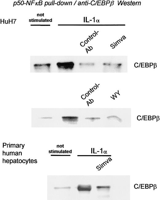 Figure 6. Statin treatment reduces the nuclear amount of p50-NFκB∼C/EBPβ complexes. Coimmunoprecipitation was performed on nuclear extracts prepared from HuH7 cells and freshly isolated primary human hepatocytes preincubated for 17 hours with 3 μM (HuH7 cells) and 10 μM (primary hepatocytes) simvastatin (Simva), 50 μM Wy 14643 (WY), or vehicle and stimulated with 10 ng/mL IL-1α (HuH7 cells) or 25 ng/mL IL-1α (primary hepatocytes) for 18 hours. Anti-p50-NFκB or anti-MMP-8 control antibody (Control-Ab) was used for immunoprecipitation and C/EBPβ bound to precipitated p50-NFκB was detected by Western blot.