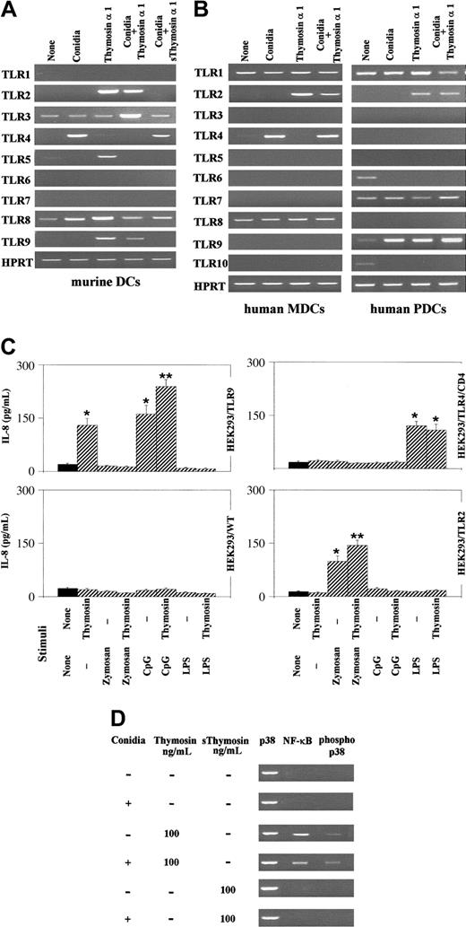 Figure 3. Thymosin α 1 activates TLR-dependent signaling. Murine lung DCs (A) and human DC subsets (B), pretreated with thymosin α 1 or the scrambled peptide (sThymosin α 1), were exposed to Aspergillus conidia and assessed for TLR expression by RT-PCR. cDNA levels were normalized against the HPRT gene. None indicates cells exposed to the diluent alone. (C) Production of IL-8 by wild-type or TLR-transfected HEK293 cells stimulated with thymosin α 1 and/or zymosan (10 μg/mL), CpG 2006 (3 μg/mL), and LPS (1 mg/mL). *P < .05, stimulated versus unstimulated (None) cells. **P < .05, CpG or zymosan + thymosin versus each single agent alone. Bars indicate the standard errors. (D) Activation of NF-κB and p38 on murine lung DCs exposed to Aspergillus conidia, thymosin α 1, or the scrambled peptide, either alone or in combination. The assay was done by probing the cell lysates with specific antiphospho-38 and anti-NF-κB antibodies. Shown are the data from 1 representative experiment of 3.