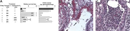 Figure 5. Thymosin α 1 protects mice that received BM transplants from invasive aspergillosis. Mice that received BM transplants were intranasally infected with Aspergillus conidia a week after the BM infusion. Thymosin α 1 or the scrambled peptide (group 7) was given intraperitoneally daily beginning the day of the BM infusion, in concomitance with the infection and continuing for additional 3 days. Amphotericin B was given intraperitoneally for 3 days, in concomitance with the infection. (A) MST indicates median survival times (days), calculated from the beginning of the infection. The numbers refer to animals that died over total injected. The fungal growth was assessed at 1 (control) or 4 days after the last conidia inoculation. Bars indicate the standard errors. *P < .05, treated versus untreated mice. **P < .05, combined treatment versus each single treatment. (B-C) Periodic acid-Schiff-stained sections from lungs of infected mice that received BM transplants either untreated (panel B at 1 day after infection) or treated with thymosin α 1 (panel C at 4 days after infection). Numerous Aspergillus hyphae (arrows) infiltrating the lung parenchyma, with severe signs of bronchial wall damage and necrosis and scarce inflammatory cell recruitment are observed in the lungs of untreated mice, as opposed to that observed in thymosin-treated mice, whose lungs were characterized by healing infiltrates of inflammatory cells with no evidence of bronchial wall damage and fungal growth. Magnification × 400 in both panels.