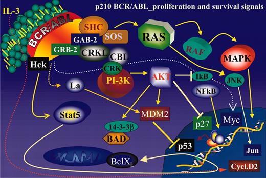 Figure 2. Schematic representation of the main BCR/ABL-activated pathways regulating proliferation and survival of BCR/ABL-transformed hematopoietic cells.