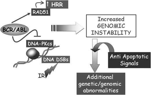 Figure 3. Effect of BCR/ABL on the repair of DSBs. The concomitant effect of BCR/ABL on cell survival and the repair of DSBs might lead to the acquisition of secondary genetic abnormalities contributing to CML disease progression.