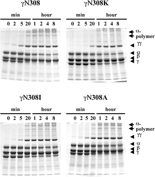 Figure 4. FXIIIa-catalyzed cross-linking of fibrin. Cross-linking of fibrin by FXIIIa was examined with 8% SDS-PAGE, under reducing conditions as described in “Materials and methods.” Fibrinogen (0.47 mg/mL) was mixed with FXIIIa (3.3 U/mL) and thrombin (0.07 U/mL), and the reaction was incubated for the specified time at 37° C in 20 mM HEPES, pH 7.4; 0.12 M NaCl, and 0.67 mM CaCl2 buffer. The reduced fibrin chains (α, β, γ, cross-linked γ-γ dimer, and cross-linked α-chain polymers) are indicated on the right side of the gels.