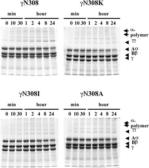 Figure 5. FXIIIa-catalyzed cross-linking of fibrinogen. Cross-linking of fibrinogen by FXIIIa was examined with 8% SDS-PAGE, under reducing conditions as indicated for Figure 4, except that hirudin was added to FXIIIa prior to addition to fibrinogen and no thrombin was added to fibrinogen. The reduced fibrinogen chains (Aα, Bβ, γ, cross-linked γ-γ dimer, and cross-linked α-chain polymers) are indicated on the right side of the gels.