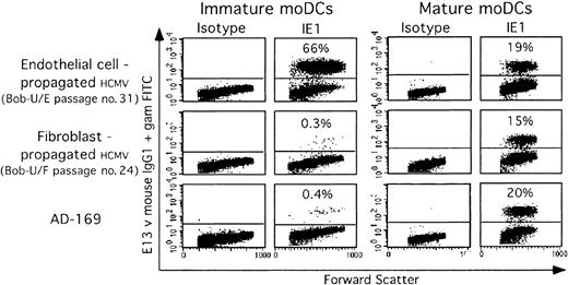 Figure 1. Immature and mature moDCs have different susceptibilities to defined HCMV strains. Immature (left) and mature (right) moDCs from the same donor were infected in parallel with the same viral stocks (MOI-1) of different HCMV host cell-adapted strains: endothelial cell-propagated strains (Bob-U/E) or fibroblast-propagated strains (Bob-U/F and AD169). Twenty-four hours after infection, the immediate early-1 (IE1) viral antigen was detected in the nucleus of permeabilized, infected cells by using E13 Ab (1 experiment representative of 4).