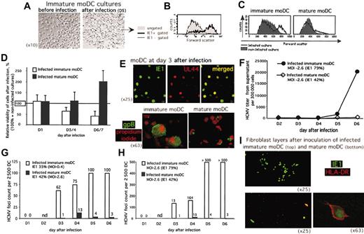 Figure 3. HCMV infection of immature moDCs is cytopathic with lytic transmission of virus, while mature moDCs survive and do not productively transmit virus despite HCMV replication. (A) Inverse phase micrographs showing preinfection immature moDCs (left; original magnification, × 10) compared with enlarged, HCMV-infected immature moDCs (right; original magnification, × 10), further identified in panel B as the IE1-positive population (gated, thick solid line histogram, all large FSC) on the forward scatter histogram (gated IE1-negative cells plotted along the thin line histogram, all low FSC; and total population not gated for IE1 expression and showing a bimodal FSC distribution in the filled histogram). (C) Forward scatter histograms from uninfected cultures (filled histograms) and day-3 HCMV-infected cultures (thick lines, unfilled histograms) of immature moDCs (left) and mature moDCs (right) at similar rates of infection (40% IE1-positive immature moDCs vs 30% IE1-positive mature moDCs). (D) Viable cell counts were determined by trypan blue exclusion. The ratio of viable cells from infected cultures to viable cells from uninfected cultures × 100 was calculated to provide a percent relative viability. Each column represents the mean of 3 to 6 experiments ± SD; 100% viability was indexed according to the absolute number of viable cells in uninfected cultures on the assessment day indicated along the x-axis. Increased viability in the infected mature moDC cultures did not reflect expansion, as these moDCs were nondividing, but rather reflected enhanced viability relative to the uninfected cultures where there was some normal, unavoidable cell death in the absence of cytokines or other stimulus. Decreased viability of the infected immature moDCs reflected the lytic nature of the infection. Error bars indicate SD. (E) Expression of the immediate early-1 antigen IE1 (FITC) and early-late antigen UL44 (Texas-Red) (upper panels, all × 25 original magnification), and expression of the late antigen gpB (FITC) with PI (red fluorescence) (lower panels, both × 63 original magnification) with different patterns between immature and mature moDCs (see text). (F) HCMV titers from cell-free supernatants assessed by a rapid culture assay on MRC5 (1 experiment representative of 3). (G-H) HCMV cell-to-cell spread: 2500 EC-HCMV-infected moDCs were cultured on permissive fibroblast (MRC5) monolayers. Over 6 days, HCMV foci of infected fibroblasts were stained by anti-IE1-FITC and counted (nd indicates not done on day 2). Immature and mature moDCs were infected in parallel at different MOIs to achieve similar rates of infection (G) or in parallel at the same MOI, which resulted in different rates of infection (H) (1 experiment representative of 3 shown for each). (I) Confocal micrographs of fibroblast layers after coculture with day +5 HCMV-infected immature or mature moDCs. Infected cells were detected by green staining with anti-IE1-FITC, and anti-HLA-DR-PE identified moDCs as red cells.