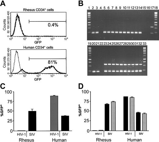 Figure 2. Transduction of human and rhesus primitive hematopoietic cells with HIV-1– or SIV-based lentiviral vectors. (A) Transduction of cytokine-mobilized rhesus or human CD34+ cells with the HIV-1–based vector (thick line). Nontransduced cells (thin line) were used as a control in each experiment. CD34+ cells were cultured in the presence of cytokines (see “Materials and methods”) and exposed once to vector particles at an MOI of 1.2 to 2.4 for 24 hours and then cultured with a medium change every other day for an additional 5 days prior to FACS analysis for GFP expression. The percentages indicate the proportion of GFP-positive cells. (B) Transduction of rhesus (top panel) or human (bottom panel) progenitors with the HIV-1 vector as indicated above. Individual colonies were plucked from methylcellulose after culture for 2 weeks and DNA prepared for PCR analysis. A control for the integrity of the DNA was performed using primers specific for β-actin that generate a 232-bp band, whereas the primer pair for the vector fragment generated a band of 569 bp. DNA for each of the lanes were as follows: 2-3, nontransduced rhesus progenitors; 5-14, transduced rhesus progenitors; 16, H2O control; 17, DNA from 293T cells containing about 10 copies of plasmid pCL20c MSCV-GFP per cellular genome equivalent; 20-21, nontransduced human progenitors; and 23-32, transduced human progenitors. Lanes 1, 18, 19, and 33 contain marker DNA, whereas lanes 4, 15, and 22 were left blank. The upper band on the lower panel is derived from the HIV vector whereas the lower band on that panel and the band on the upper panel are derived from the β-actin gene. (C-D) Transduction of frozen (C) or fresh (D) cytokine-mobilized rhesus CD34+ cells with the HIV-1 or SIV vector. Previously frozen, cytokine-mobilized human CD34+ cells were used as a control in both experiments. In panel D, the black bars represent the percentage of GFP-positive CD34+ cells after a 24-hour exposure to vector particles and 6 days of subsequent culture, whereas the gray bars represent the percentage of hematopoietic colonies that were GFP positive after 2 weeks of culture. The results represent the mean and standard error of 2 (C) or 3 (D) experiments.