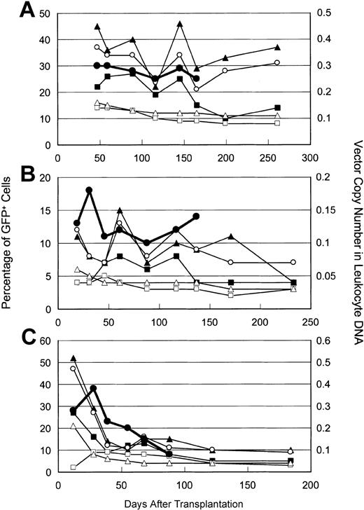 Figure 3. Reconstitution of rhesus macaques with autologous, genetically modified hematopoietic cells. Various cell populations were gated based on forward and side scatter properties using FACS. The percentages of GFP-positive granulocytes (▴), monocytes (○), lymphoid cells (▪), red cells (□), and platelets (▵) at various times after infusion of transduced, autologous CD34+ cells are shown. The vector copy number in DNA from peripheral blood leukocytes was estimated by real-time PCR (•, heavy line) using DNA from a K562 erythroleukemia cell clone having a single copy of the vector genome as a standard. Data are from the following animals: (A) CJ5B, (B) RQ2617, and (C) RQ3556.