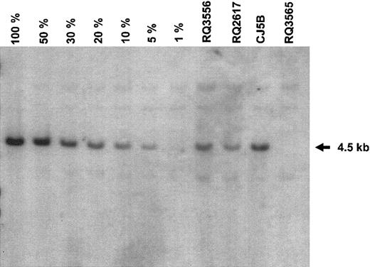 Figure 6. Presence of the intact, unrearranged vector genome in leukocyte DNA. Peripheral blood was obtained from animal CJ5B on day 183, from animal RQ2617 on day 135, and from animal RQ3556 on day 86 following infusion of autologous, transduced CD34+ cells. DNA was prepared, and a Southern blot was performed using standard techniques. For each reaction, 10 μg DNA was restricted with Bgl II, which cuts twice in the vector genome. The probe was a GFP fragment from the vector plasmid. Serial dilutions of control DNA were prepared by mixing DNA from a K562 erythroleukemia cell clone having a single copy of the vector genome with DNA from nontransduced K562 cells in the proportions indicated. Equivalency of loading of the DNA from lane to lane was verified by staining the gel with ethidium prior to DNA transfer (data not shown).