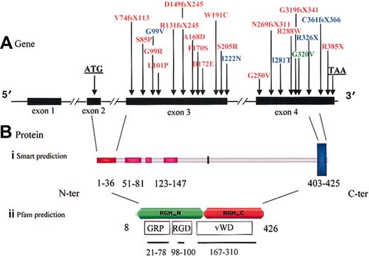 Figure 1. Molecular analysis of the hemojuvelin gene and protein. (A) Schematic representation of the genomic structure of the HJV gene. The position of the mutations is indicated above the gene. Novel mutations detected in this study are in red, mutations previously described14 are in blue, mutations identified in both papers are in green. (B) Predicted domains of the hemojuvelin protein according to SMARTv4 (http://smart.embl-heidelberg.de) and Pfam (http://www.sanger.ac.uk/Software/Pfam) databases. The signal peptide is marked in red, the low-complexity regions are in pink, and the carboxy-terminal peptide is in blue. The region of homology to RGM, a glycosyl-phosphatidyl-inositol (GPI)-linked axon guidance molecule, the RGD motif, the von Willebrand-like domain, and the C-terminal transmembrane domain are indicated. GRP indicates glycine-rich protein.