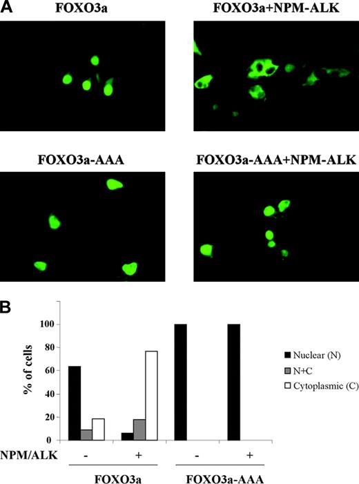 Figure 5. NPM-ALK promotes FOXO3a retention in the cytoplasm in a manner dependent on FOXO3a phosphorylation. Cos-7 cells were transiently transfected with the EGFP-tagged FOXO3a construct (WT or AAA triple mutant) and were cotransfected with or without pcDNA-NPM-ALK. After 40 hours, EGFP signal was detected by fluorescence microscopy. Representative images are shown in panel A, and quantitation of the experiment is shown in panel B.