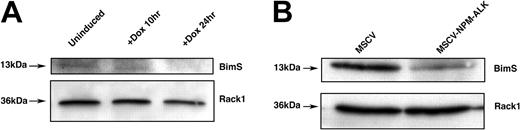Figure 6. The FOXO3a target BimS is down-regulated in cells inducibly or constitutively expressing NPM-ALK. (A) Western blot analysis of Bim-1 expression in TonBaF.1 cells inducibly expressing NPM-ALK. Uninduced samples were harvested from cells starved of IL-3 for 17 hours. +Dox 24hr samples were harvested from cells starved of IL-3 for 17 hours and induced with 2 μg/mL doxycycline for 24 hours. Whole-cell lysates were fractionated by SDS-PAGE and immunoblotted with Bim-1-specific antibody. The membrane was stripped and reblotted with Rack1-specific antibody to confirm equal loading. (B) Western blot analysis of BimS expression levels in Ba/F3 cells stably transformed with NPM-ALK. Whole-cell lysates of MSCV- and MSCV-NPM-ALK-transduced Ba/F3 cells were harvested after a 17-hour IL-3 starvation, fractionated by SDS-PAGE, and immunoblotted with Bim-1-specific antibody. The membrane was stripped and reblotted with Rack1-specific antibody to confirm equal loading.