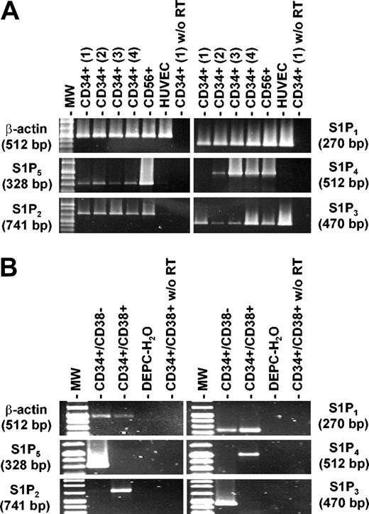 Figure 1. Expression of S1P receptor mRNAs in CD34+ hematopoietic progenitors. (A) RT-PCR analysis of S1P1, S1P2, S1P3, S1P4, S1P5, and β-actin expression was carried out with RNA isolated from mobilized PB CD34+ cells originating from 4 different donors as described in “Materials and methods.” CD56+ cells and HUVECs served as positive controls for S1PR expression. Control experiments in the absence of RT are also shown. All samples of PB CD34+ progenitors highly and constantly expressed mRNA for S1P1, the receptor with the highest affinity for FTY720 (in this figure, S1PRs are arranged according to the affinity for FTY720 from high to low). (B) The expression pattern of S1PRs in FACS-sorted CD34+/CD38- and CD34+/CD38+ progenitors was compared. While S1P1 was expressed in both subsets, S1P3 and S1P5 were positive only in CD34+/CD38- progenitors. In contrast, S1P2 and S1P4 mRNA was found only in CD34+/CD38+ cells.