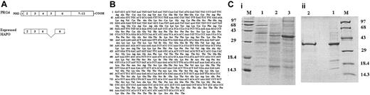 Figure 1. Sequence comparison and analysis of HAPO. Schematic presentation of the exon structure of PRG4 and expressed fragment of HAPO (A) and DNA and deduced amino acid sequence of expressed fragment of HAPO (B). The expressed cDNA fragment containing 879 bp (293 amino acids) is a truncated form of HAPO on the basis of the N-terminal amino acid and molecular weight of natural HAPO purified from the urine of patients with aplastic anemia. Recombinant human HAPO is expressed by pET-22b vector as secreted protein in periplasm. (C) Expression and purification of His-tagged terminal HAPO protein. (i) A 12% sodium dodecyl sulfate-polyacrylamide gel electrophoresis (SDS-PAGE) stained with Coomassie blue. Lane 1 indicates crude extract of E coli BL21 (DE3) from periplasm (control); lane 2, crude extract of recombinant E coli BL21 (DE3) (pET22b+/HAPO) from periplasm before induction; lane 3, crude extract of recombinant E coli BL21(DE3) (pET22b+/HAPO) from periplasm after induction; M, protein marker. (ii) A 12% SDS-PAGE stained with Coomassie blue. M indicates protein marker; lane 1, step 2-purified recombinant HAPO by metal-chelating chromatography; lane 2, step 3-purified recombinant HAPO by SP sepharose Fast Flow (FF) chromatography.
