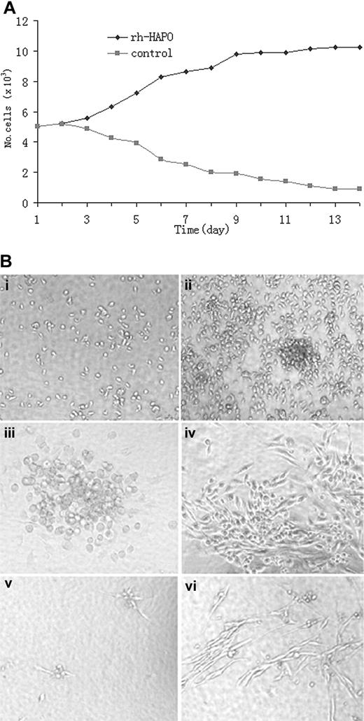 Figure 3. Effect of rhHAPO on the growth of purified CD34+KDR+ cells. (A) Effect of rhHAPO on the growth pattern of CD34+KDR+ cells. CD34+KDR+ cells were cultured at 5 × 103 cells per well in a 24-well plate. The number of viable cells was measured by counting trypan blue-negative cells. The log growth phase of cells was between day 3 and day 9, followed by the growth arrest phase when rhHAPO was added. Without rhHAPO, the number of CD34+KDR+ cells is decreased. (B) Hematopoietic and endothelial proliferation and differentiation of CD34+KDR+ cells in a liquid culture system. Original magnification × 200. In the absence of rhHAPO, a few cells grew in culture on day 7 (i). In contrast, significant cell proliferation with colony formation was observed in the presence of rhHAPO (ii). The suspended cells were aspirated away, and adherent cells were cultured in fresh medium with or without rhHAPO for 3 additional days. The cells grew well but displayed different morphology in the presence or absence of rhHAPO. In comparison with control culture (iii), the addition of rhHAPO into the culture significantly promoted the proliferation of endothelial-like cells (iv). When single CD34+KDR+ cells were cultured in 96-well plates in culture system C, as described in “Materials and methods,” for 2 weeks, these cells displayed different morphology in the presence or absence of rhHAPO. In comparison with control culture without rhHAPO (v), the addition of rhHAPO into the culture significantly promoted the proliferation of endothelial-like cells and formed capillary-like structures (vi).