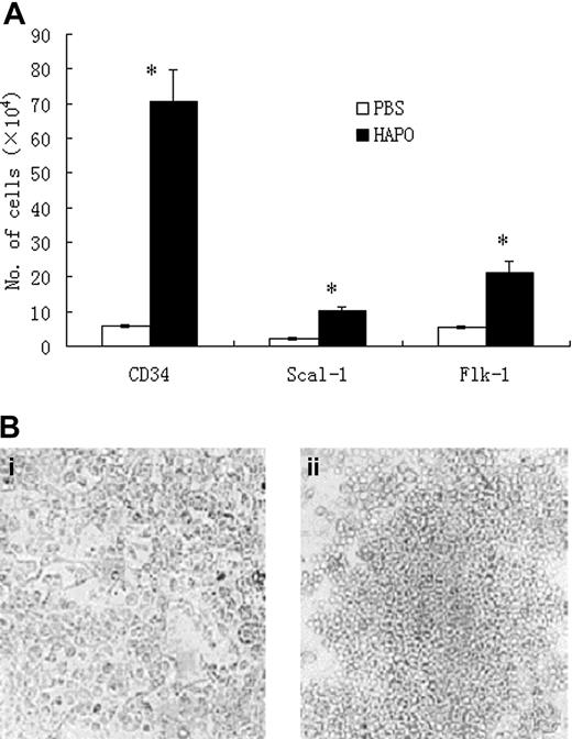 Figure 5. Biologic activity of rhHAPO in murine system. (A) Bone marrow was obtained from BALB/c mice. The cells were seeded in 24-wells plates at a cell density of 2 × 106/mL in long-term culture system with or without rhHAPO (100 ng/mL). After culture for 4 weeks, the cells were detached and subjected to FACS analysis. FACS analysis showed that rhHAPO significantly increased the number of the CD34+, Sca-1+, and flk-1+ cells as compared with control cells.*P < .05. (B) Colony formation from bone marrow long-term culture-initiating cells (LTC-ICs) in the absence (i) or presence (ii) of rhHAPO. Original magnification × 100.