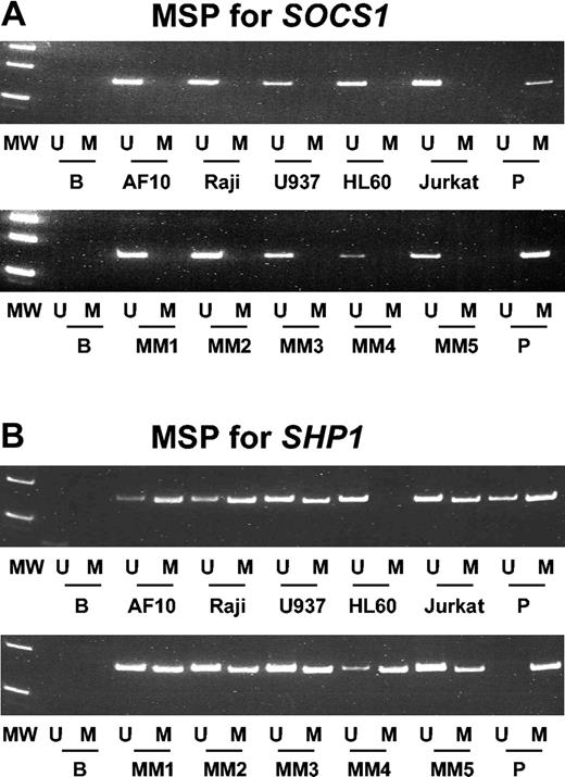 Figure 4. MSP of cell lines and primary myeloma samples. (A) MSP for SOCS1 with primers MSP5′, showing that methylation was absent in the cell lines and primary myeloma samples tested. B indicates blank; P, positive control; MM, primary multiple myeloma samples. (B) MSP for SHP1, showing that with the exception of HL60 all the cell lines were methylated. All 5 of the myeloma samples (MM1 to MM5) were methylated.