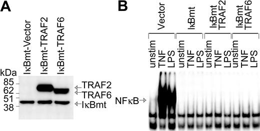 Figure 2. Enforced expression of IκBmt protein inhibits NF-κB activation in the presence of TRAF6. (A) Expression of Flag-tagged IκBmt, TRAF2, and TRAF6 in retrovirally transduced endothelial cell lines was verified by immunoblotting of total cell extracts using the M5 anti-Flag monoclonal antibody. (B) Electrophoretic mobility shift assay was performed on nuclear extracts from endothelial cells transduced with the empty vector IκBmt or a combination of IκBmt and TRAF2 or TRAF6. Cells were left unstimulated (unstim), or stimulated with TNF (10 ng/mL) or LPS (100 ng/mL) for 30 minutes prior to harvesting nuclear extracts.