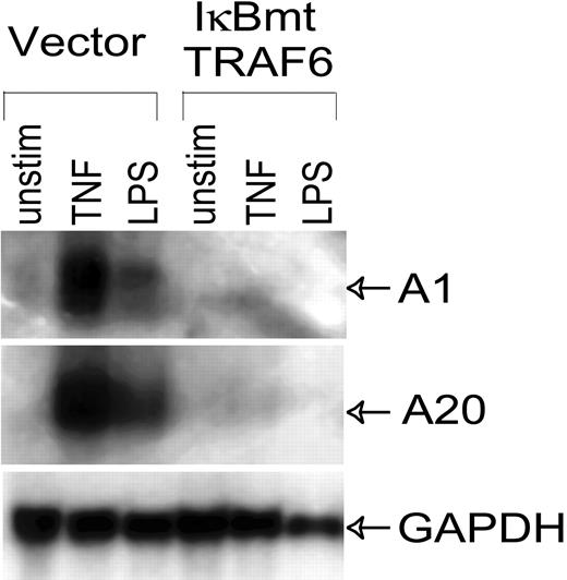 Figure 5. LPS-induced expression of antiapoptotic genes is inhibited by IκBmt/TRAF6 double-transduced cells. Northern analysis was performed on total RNA (20 μg) extracted from control or IκBmt/TRAF6 double-transduced endothelial cells, which were left unstimulated (unstim), or exposed to TNF (10 ng/mL) or LPS (100 ng/mL) for 3 hours. Membranes were hybridized to probes for the NF-κB-inducible antiapoptotic genes, A1 and A20, or to a GAPDH probe used as a loading and transfer control.