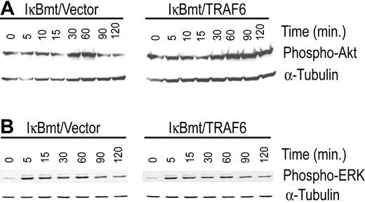 Figure 6. Enforced expression of TRAF6 enhances LPS-induced activation of Akt in the absence of functional NF-κB. Double-transduced endothelial cells (as labeled) were treated with LPS (100 ng/mL) and CHX (50 μg/mL) for various times as indicated. Activation of Akt (A) and ERK (B) was determined by immunoblotting for phospho-Akt or phospho-ERK, respectively. Membranes were stripped and reprobed for α-tubulin as a loading control. Results are representative of 3 independent experiments.